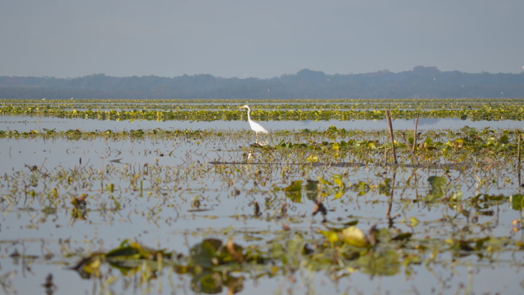 Lac de Grand Lieu. Crédit photo : Pierre Aigue.